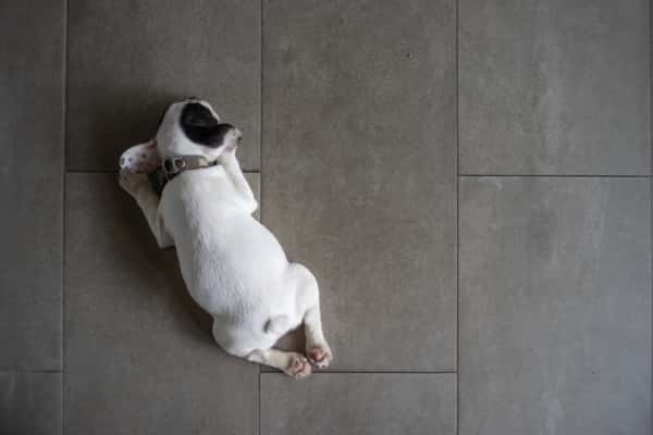 How to create Pet Friendly flooring