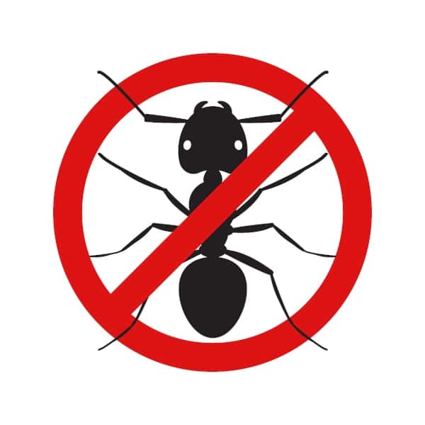 tips and remedies to keep your home pest free