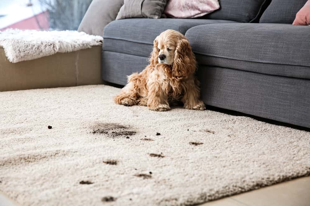 Dirty carpets 