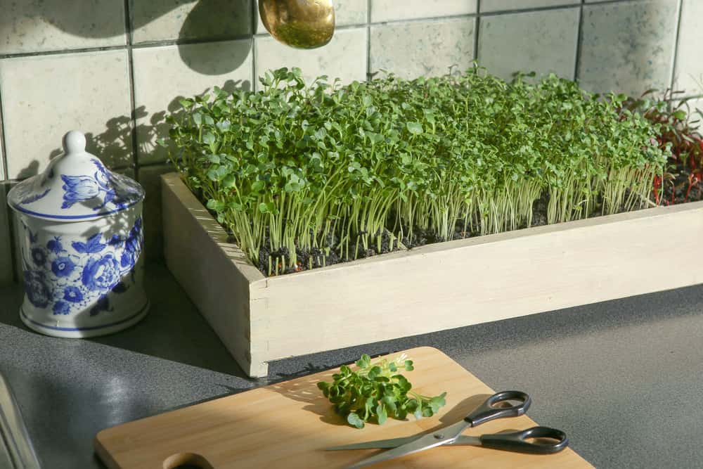 garden in a kitchen design ideas