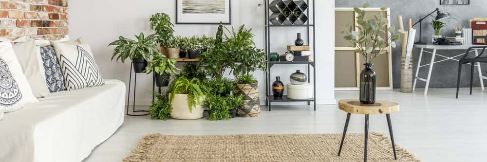 Plants for rental home