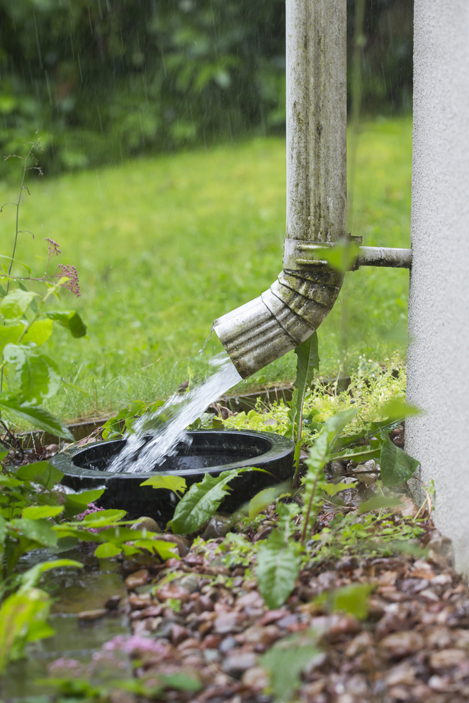 rainwater for plants