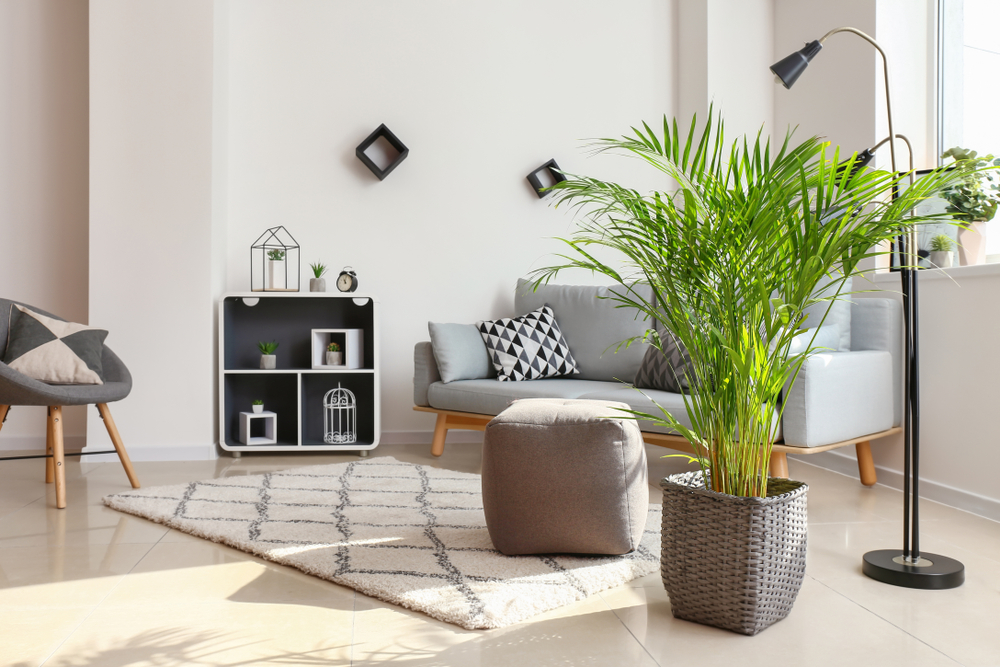 decorative plants living room