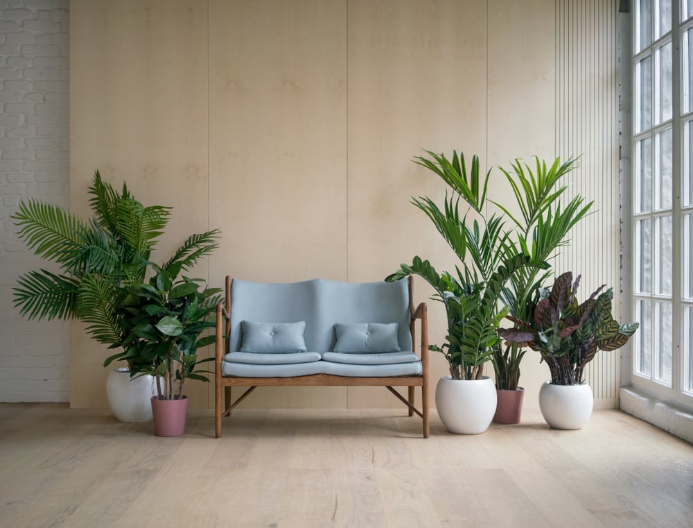 To Decorate The Living Room With Plants, Drawing Room Decoration With Plants