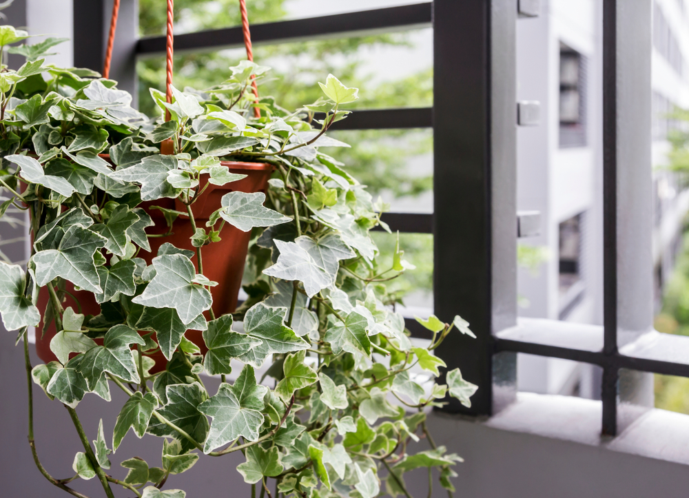 creepers plants for home office 