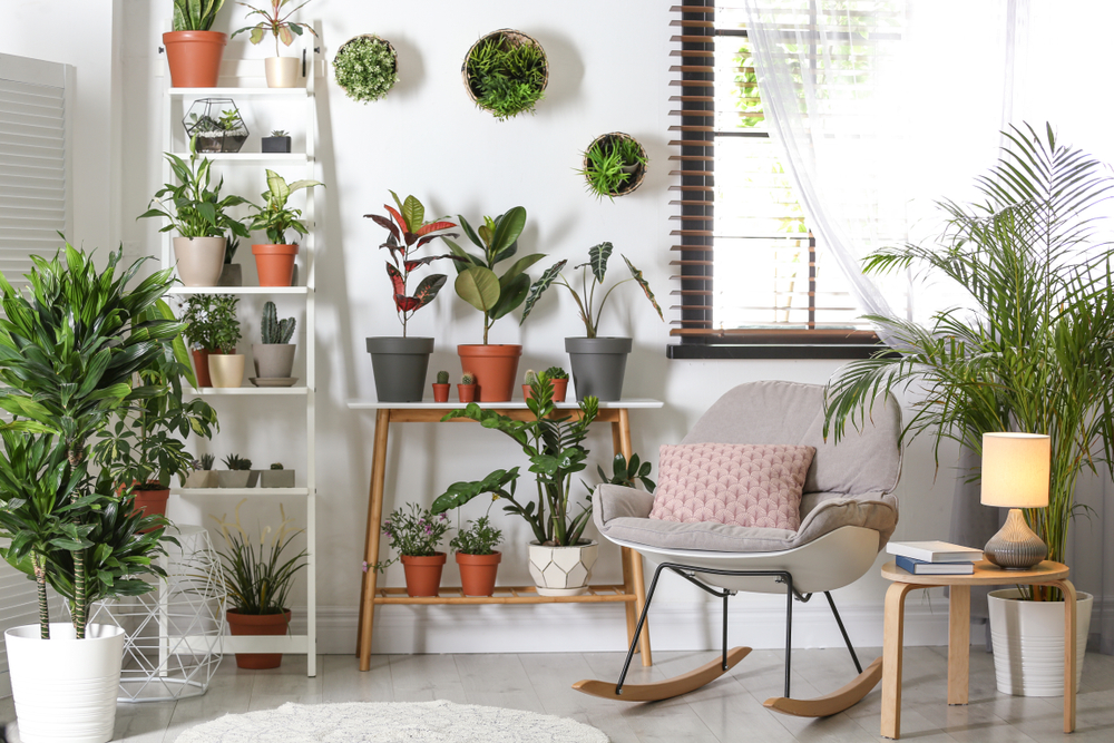 Living room plants