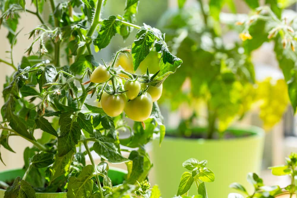 grow organic vegetable at home