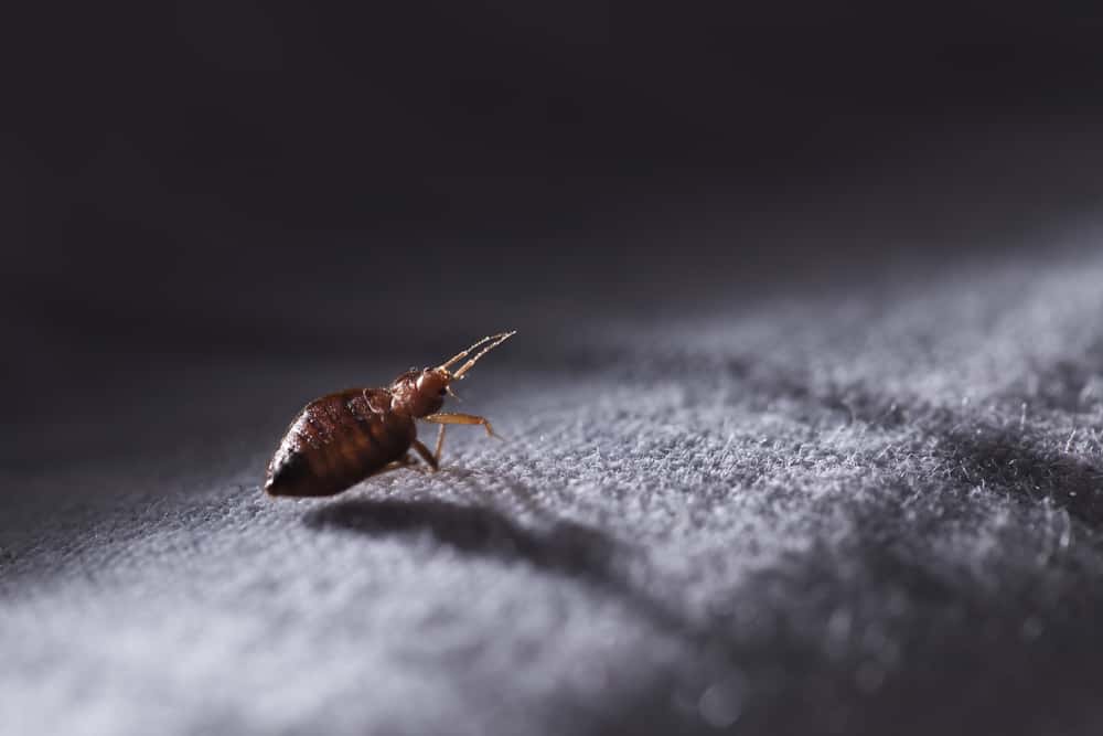 ged rid of bed bugs
