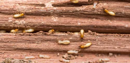 6 Proven Ways to Get Rid of Termites From Wooden Furniture