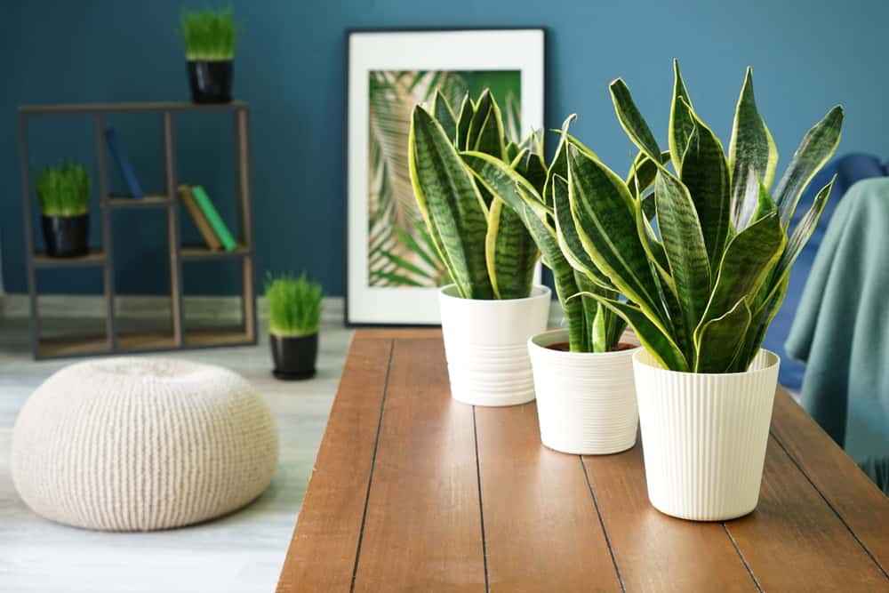 How to Decorate a Living Room with Plants: 25 Amazing Ideas