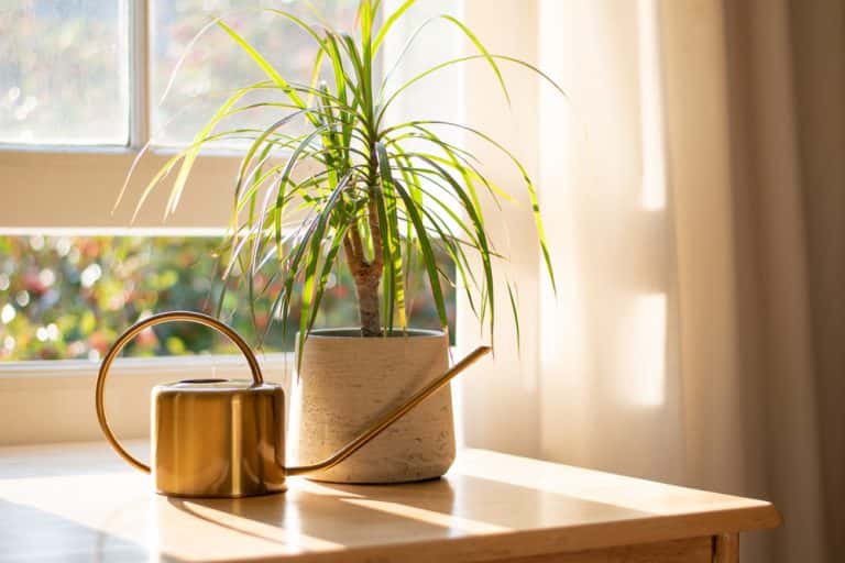 air purifying plant - Toptips voor het decoreren van een woonkamer met planten