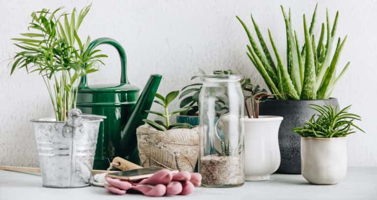 common house plants - Toptips voor het decoreren van een woonkamer met planten