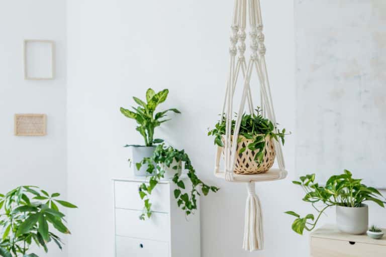 hanging plants - Toptips voor het decoreren van een woonkamer met planten