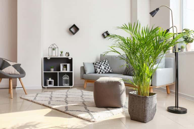 indoor palm plants - Toptips voor het decoreren van een woonkamer met planten