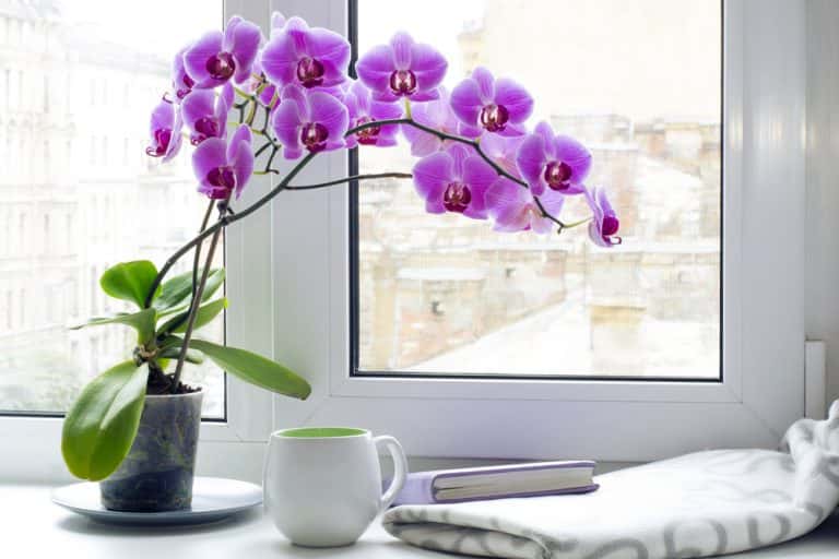 living room plants decor - Toptips voor het decoreren van een woonkamer met planten