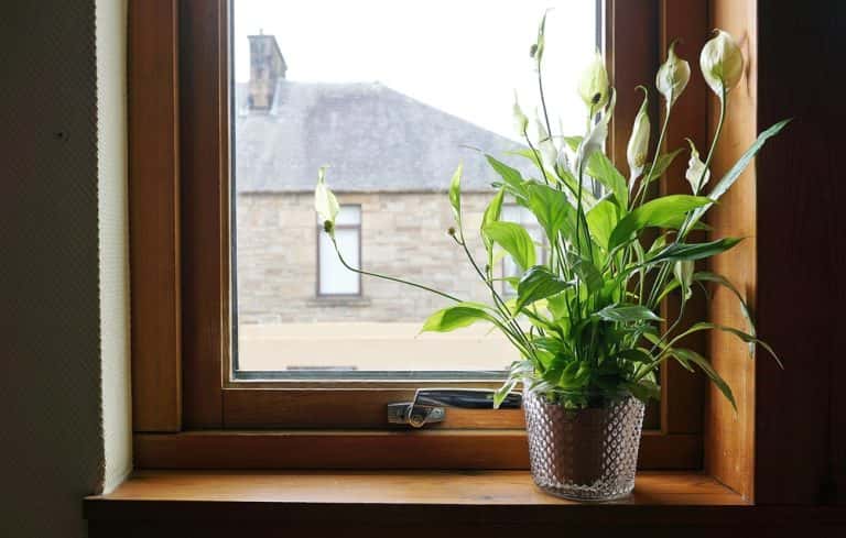 tabletop plants - Toptips voor het decoreren van een woonkamer met planten