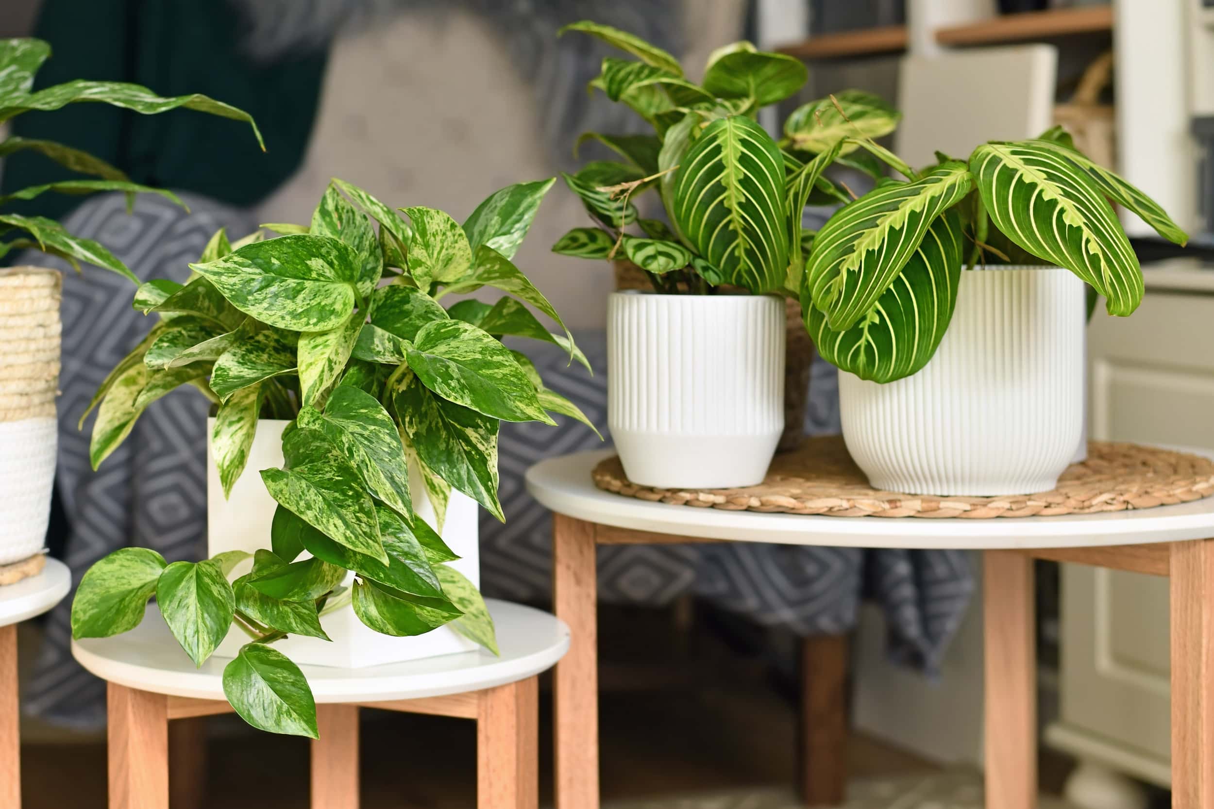 Bring Good Luck Home Indoor Decoration Ideas with Money Plant ...