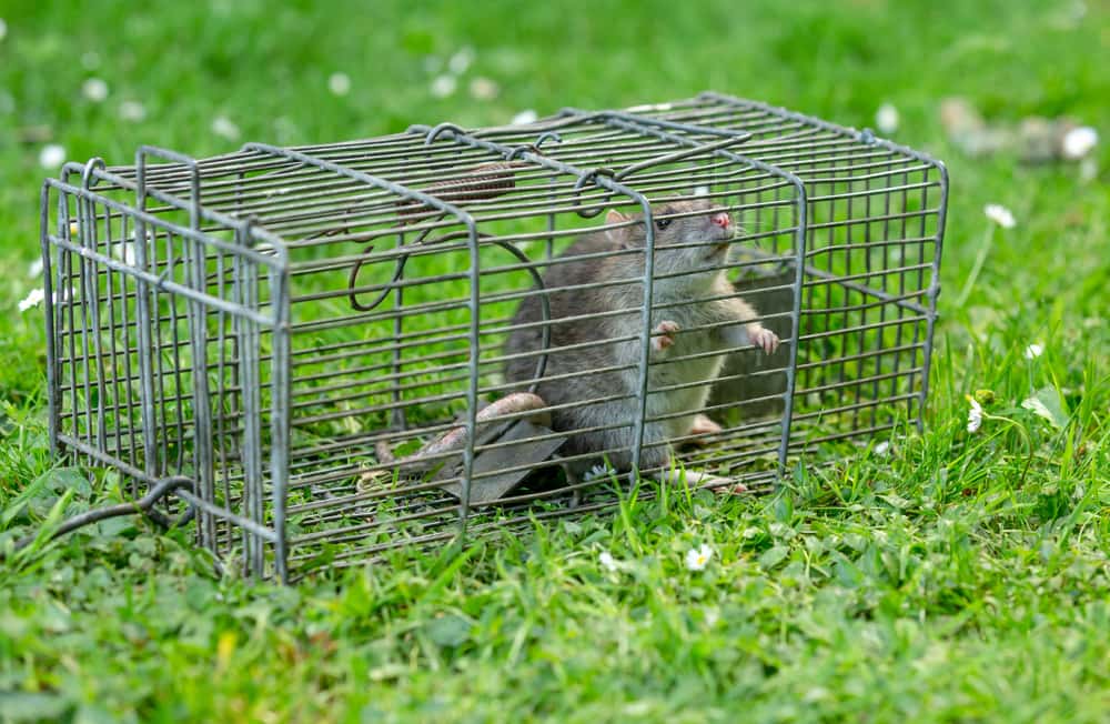 natural rat trap deterents