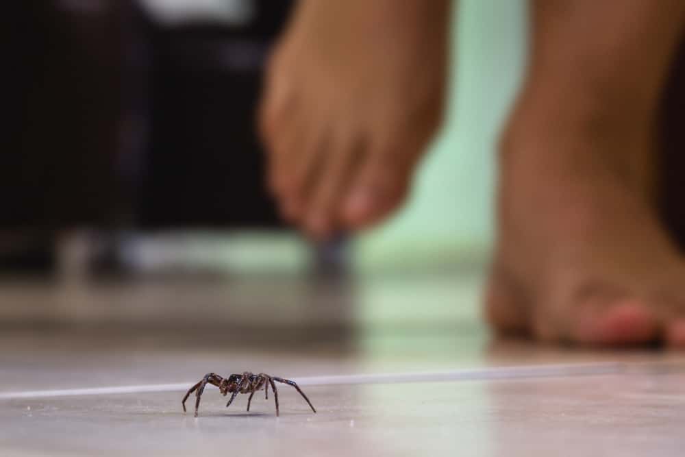 Diy tips to get rid of spiders