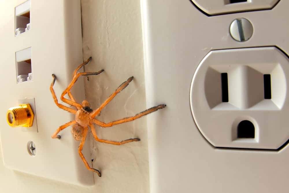 How to Get Rid Of Spiders Naturally