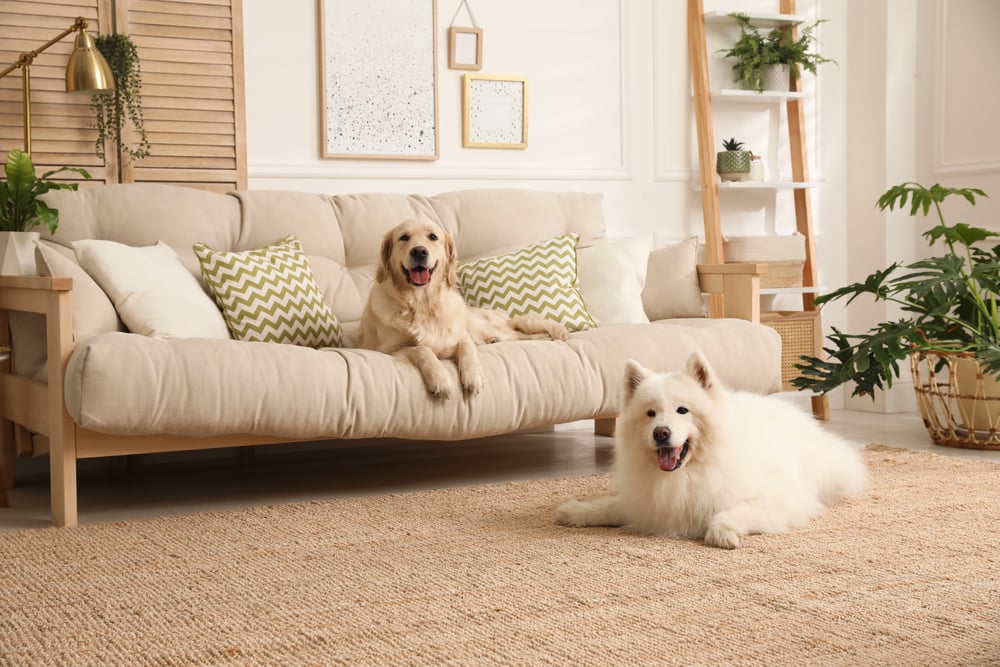 right kind of upholstery for pets
