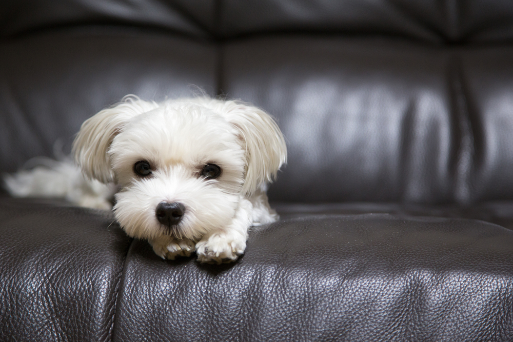 Leather sofa's for pets