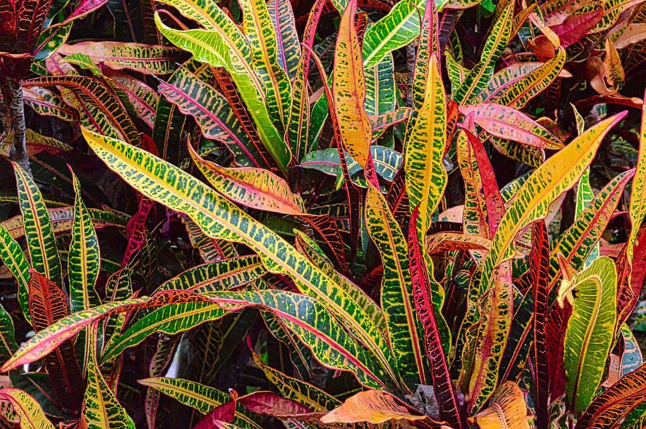 Different Types of Croton Plants