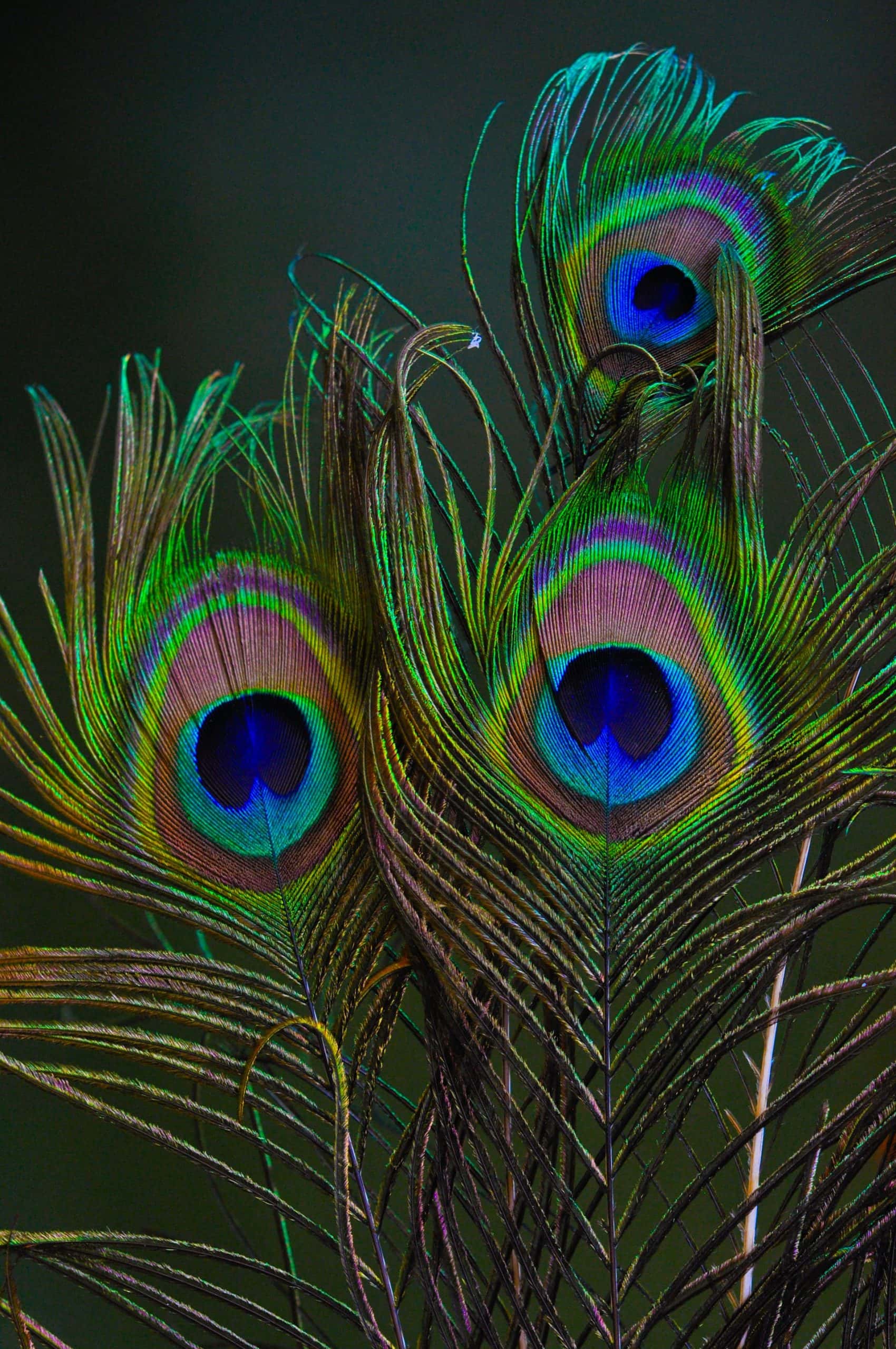 flamboyant peacock feathers