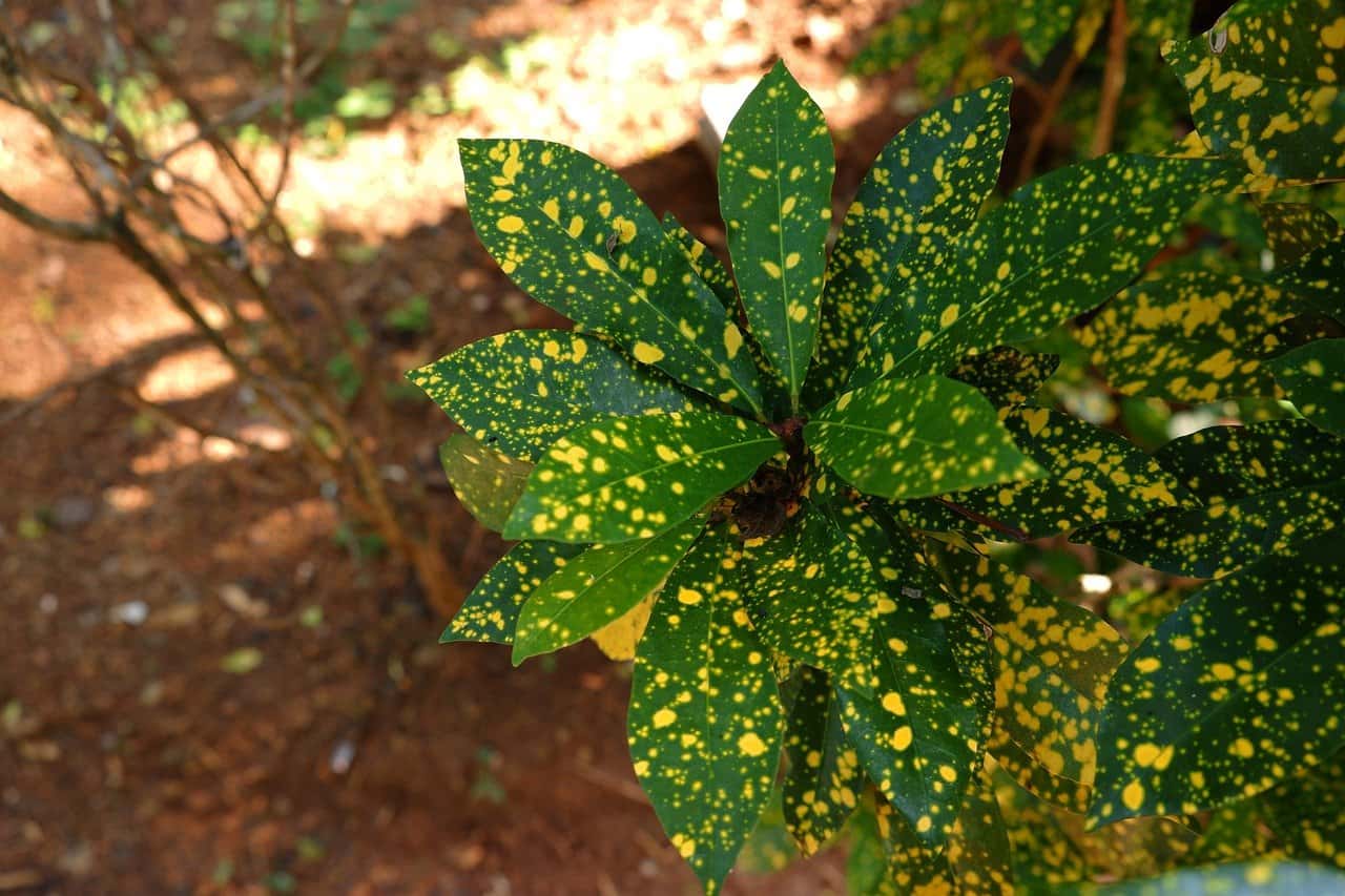 Gold Dust Croton