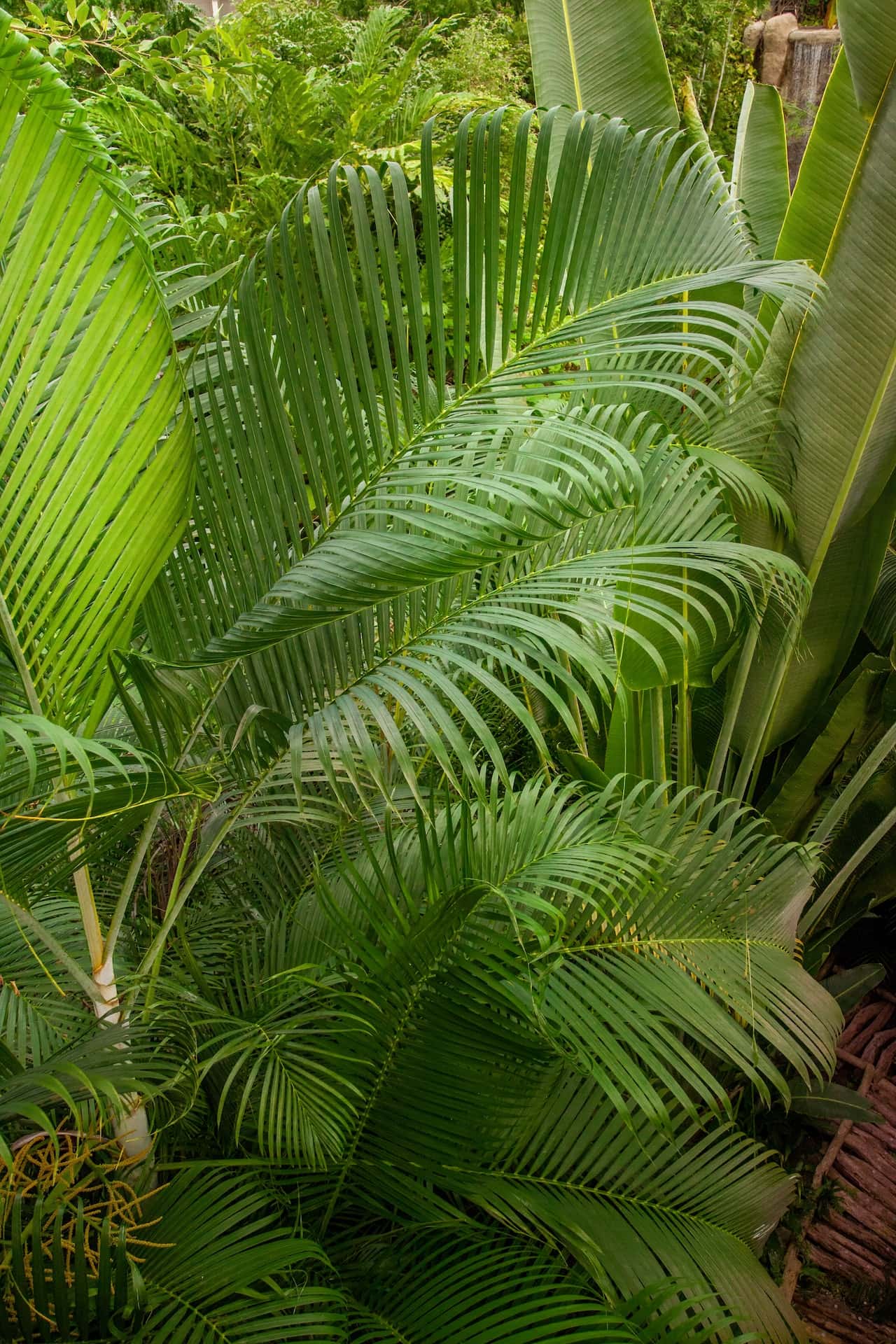 areca palm
