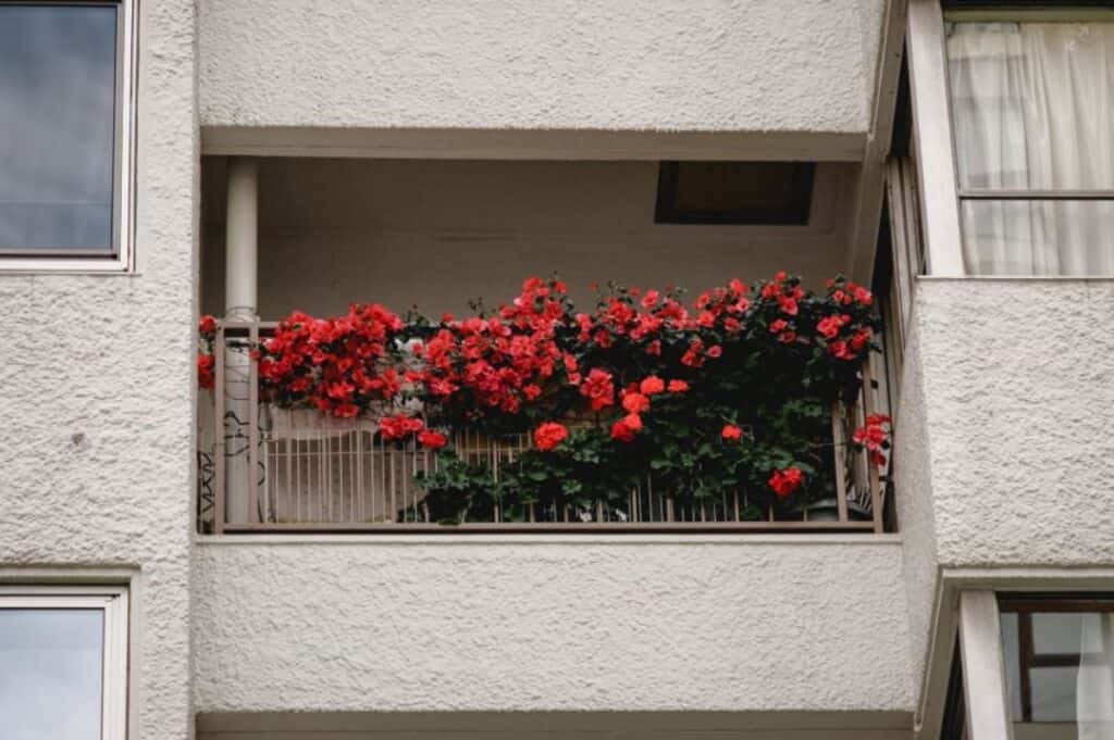 geranium flowers balcony plant