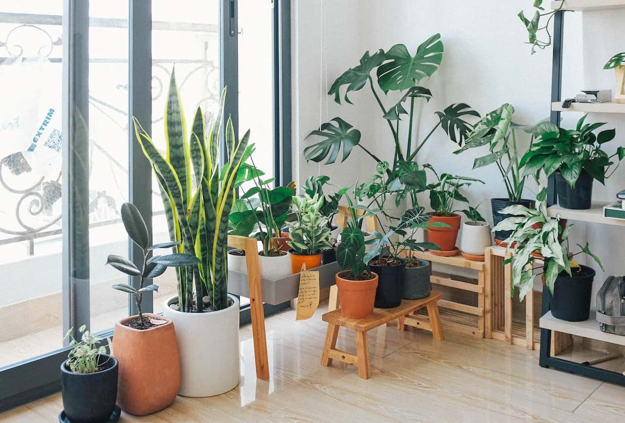 lucky indoor plants