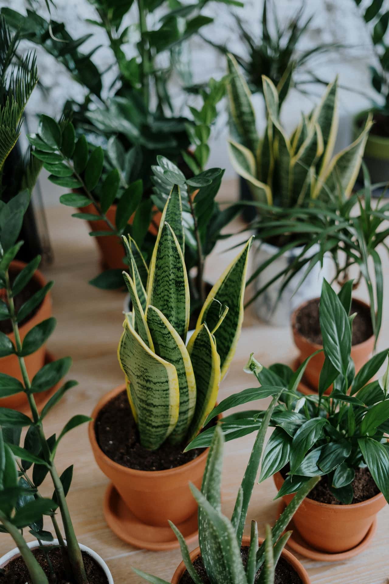 lucky plants for home