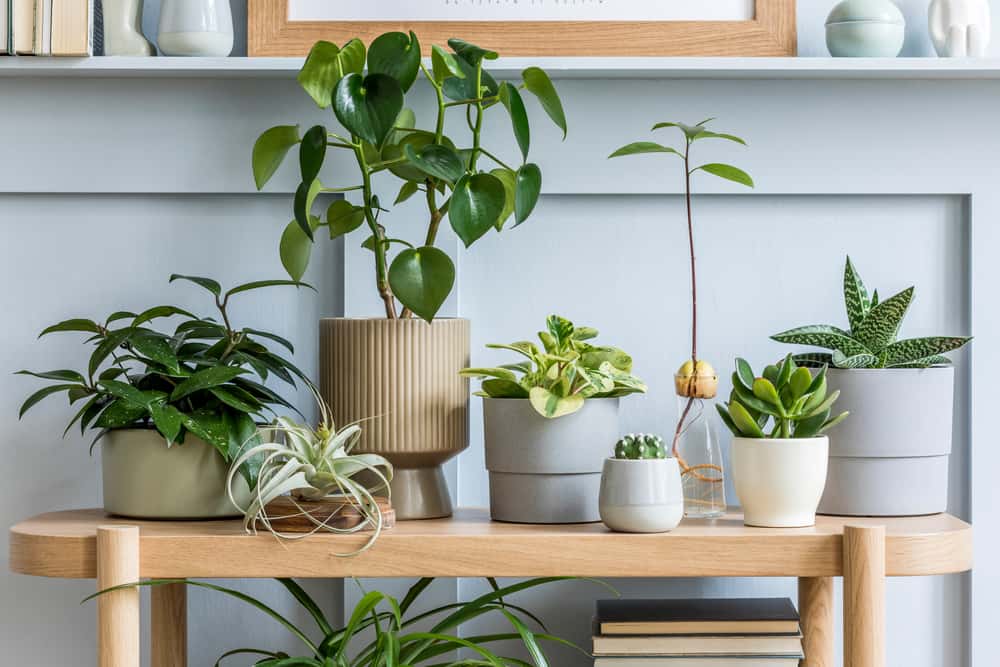 oxygen producing indoor plants