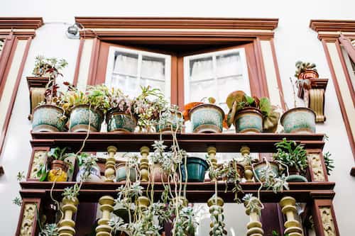 potted plants for box windows