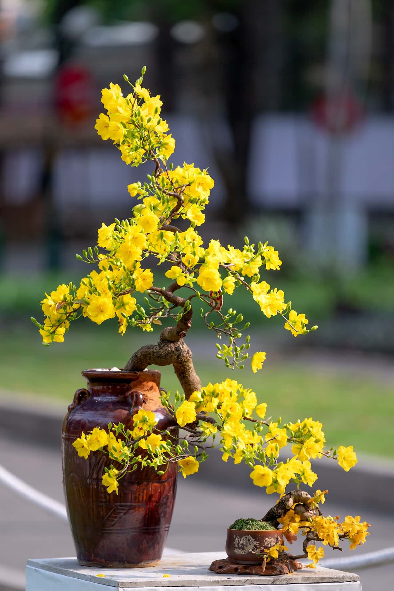 benefits of bonsai plant at home