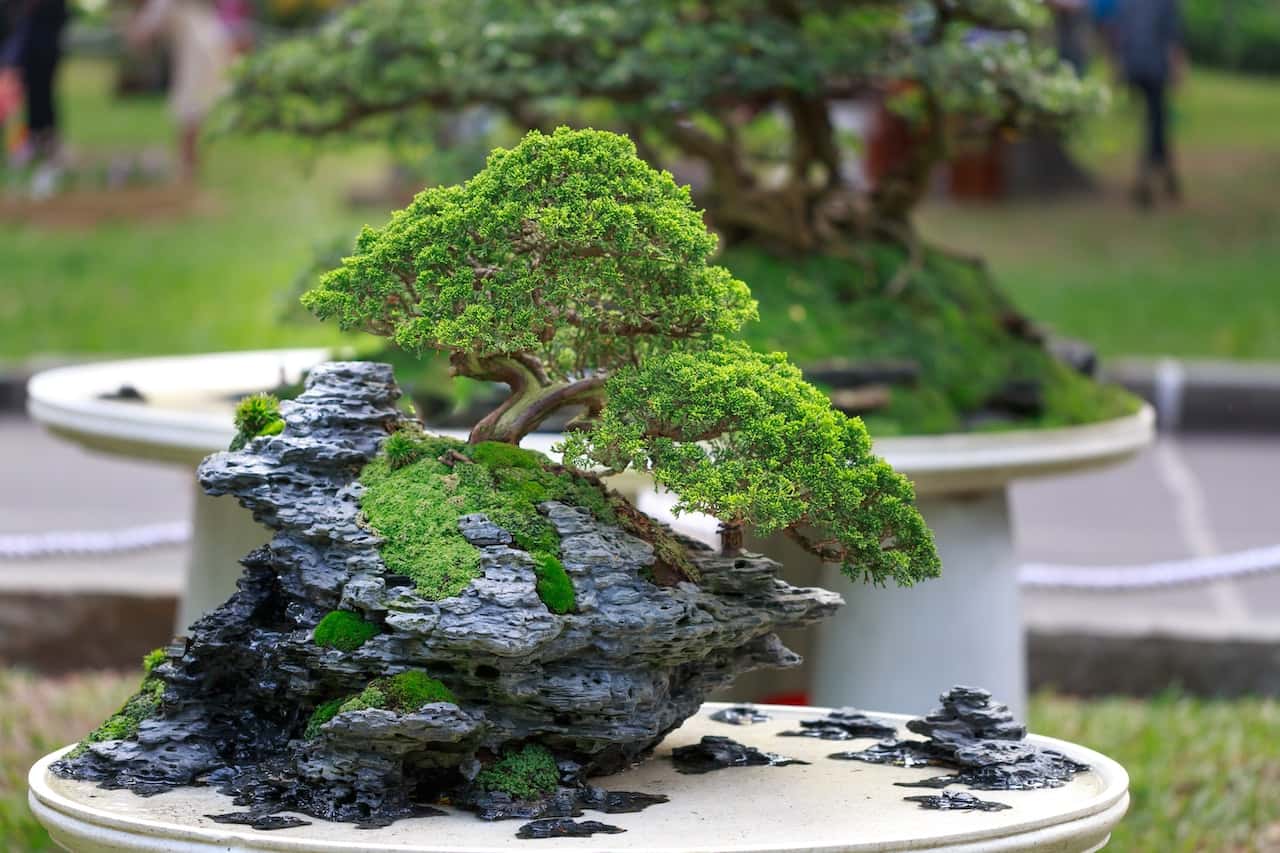 benefits of bonsai plants