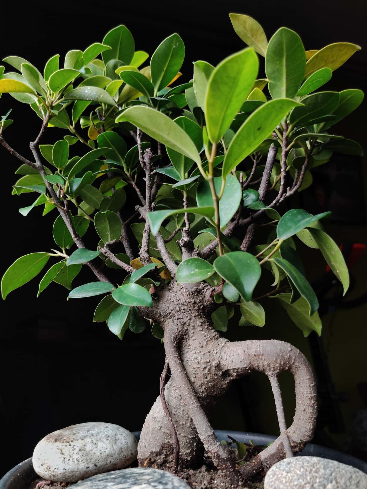bonsai banyan tree benefits