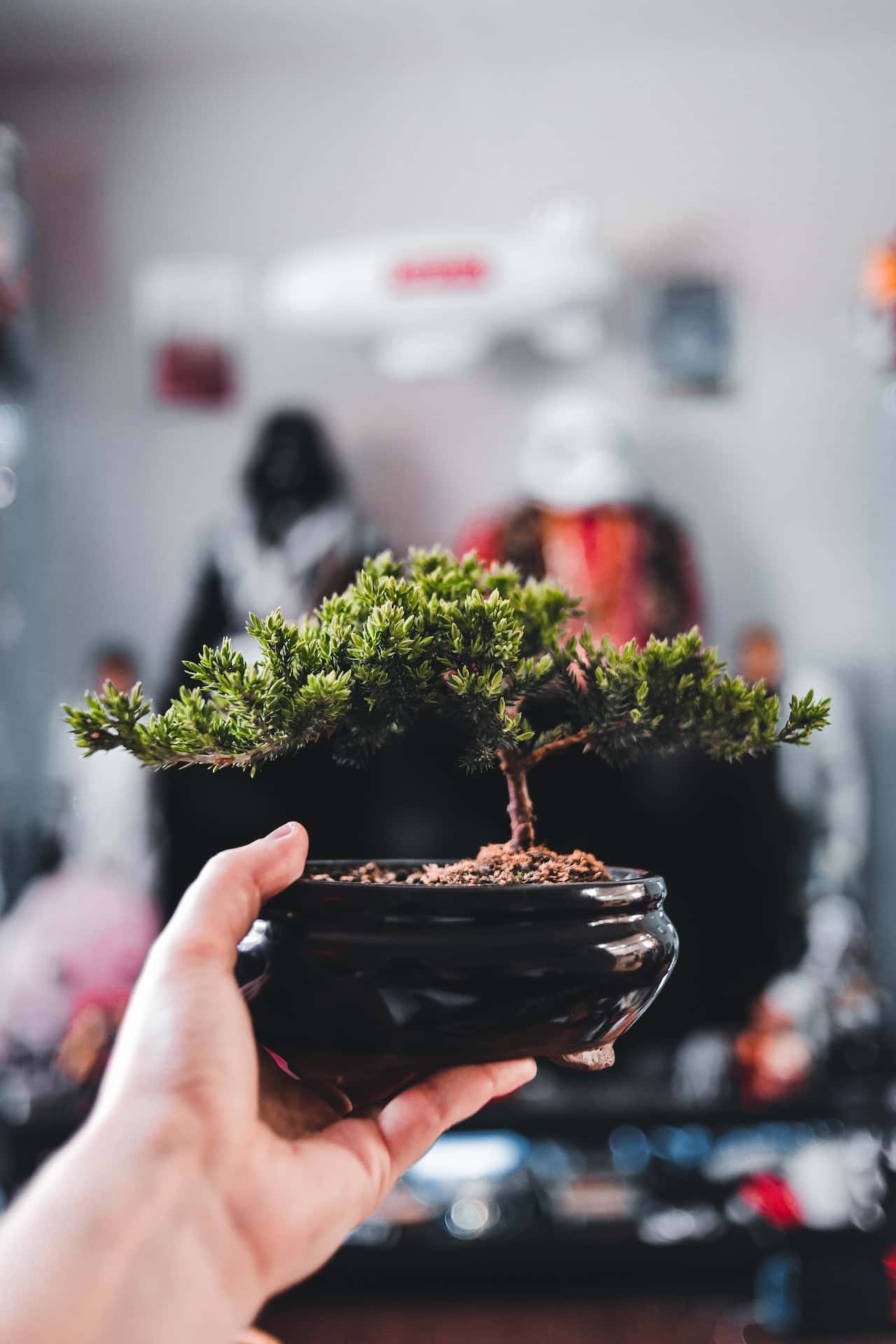 bonsai benefits