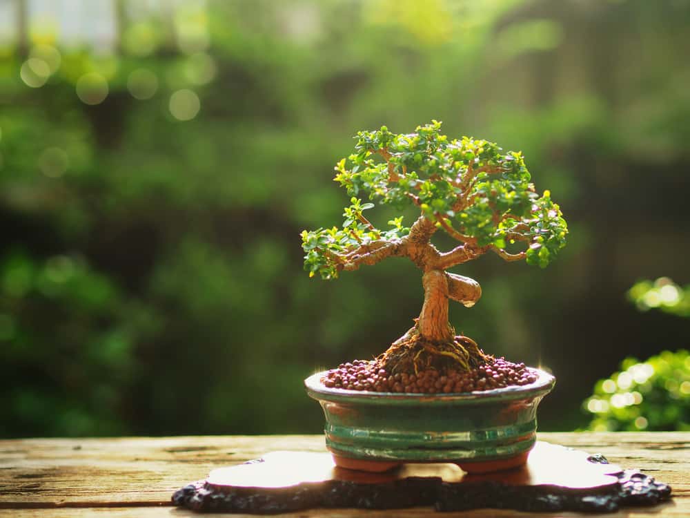 Potting a Bonsai Tree: Tips and Techniques for Successful Transplanting