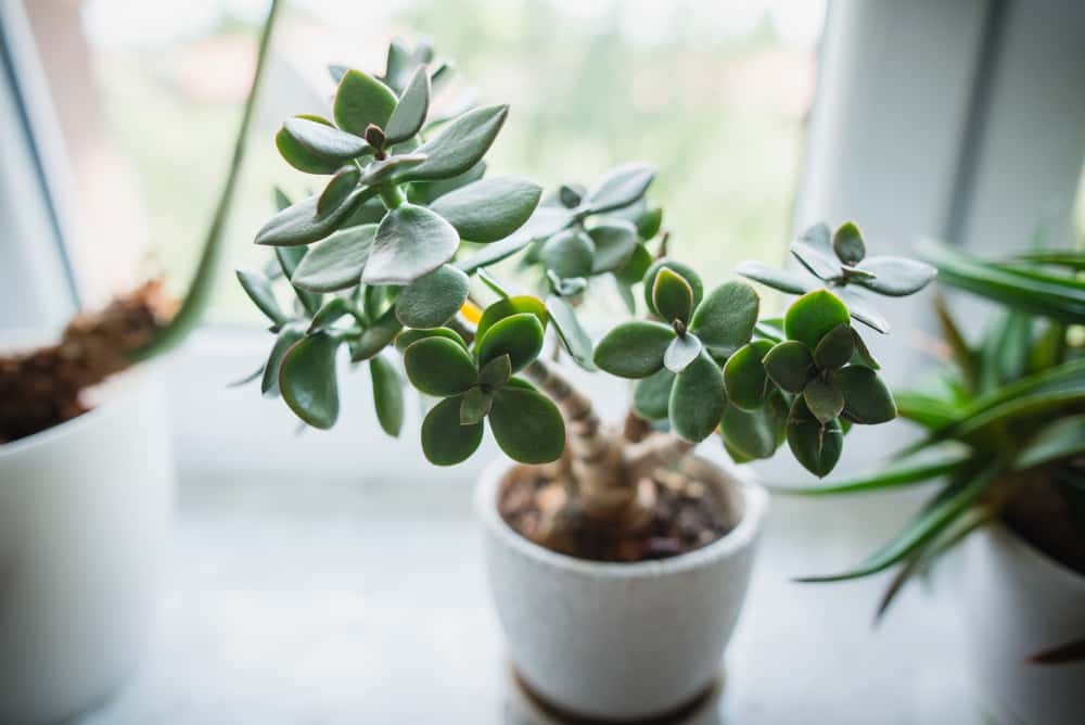 different types of jade plants