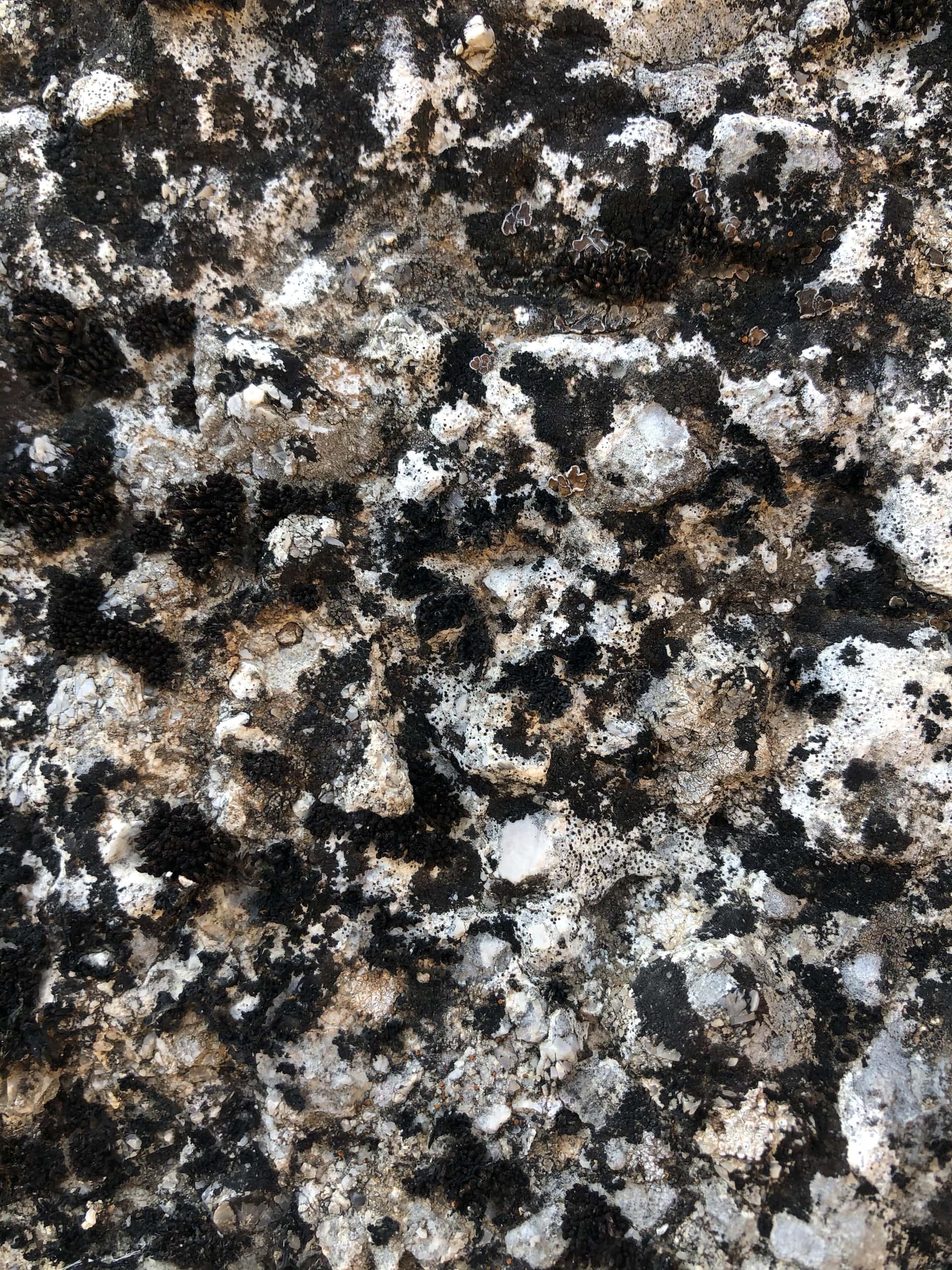 earth tone granite