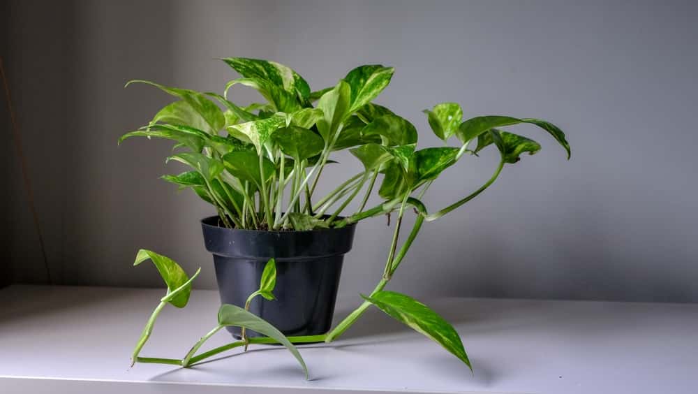 easy to care money plants