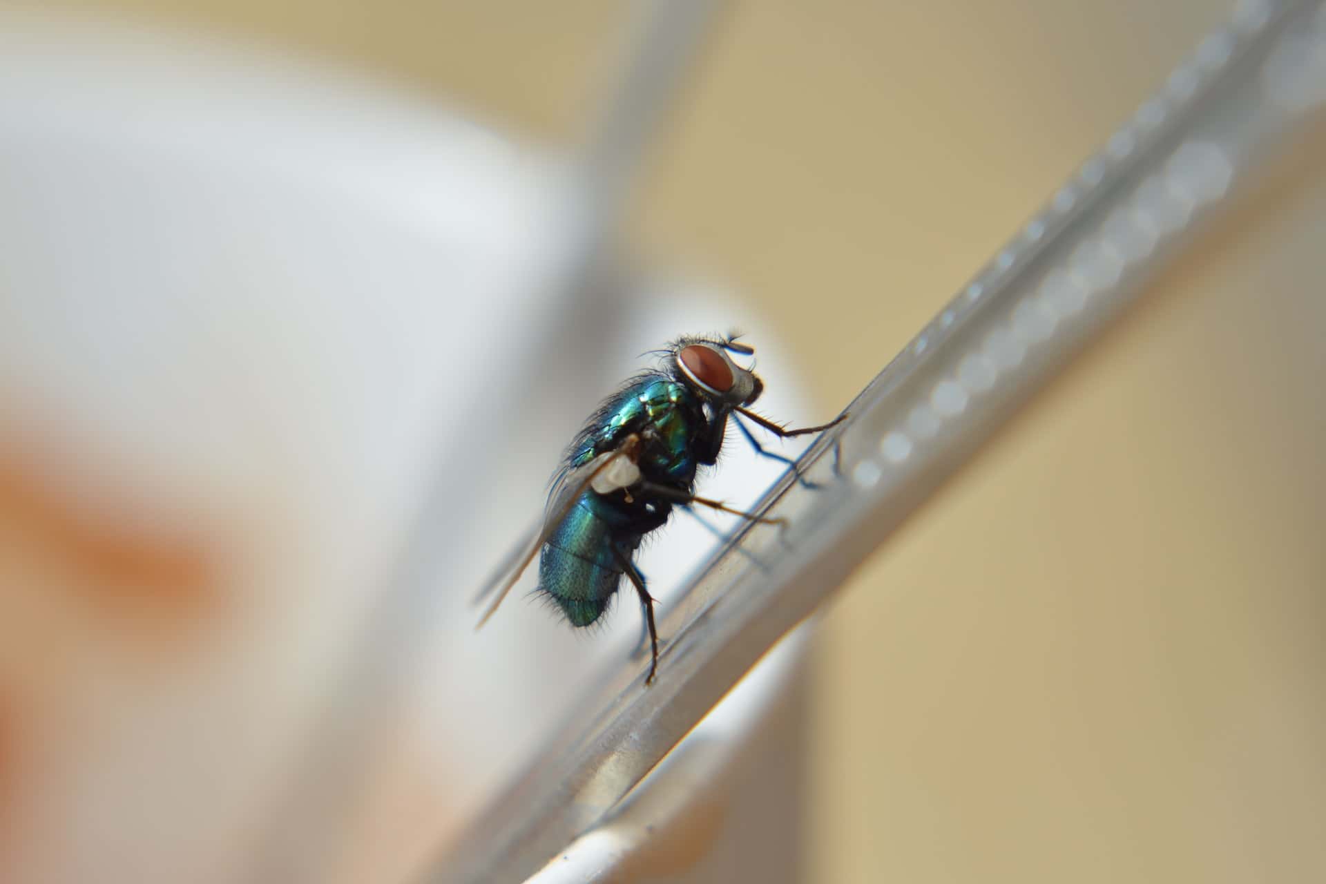 https://www.homelane.com/blog/wp-content/uploads/2022/11/how-to-get-rid-of-house-flies-naturally.jpg