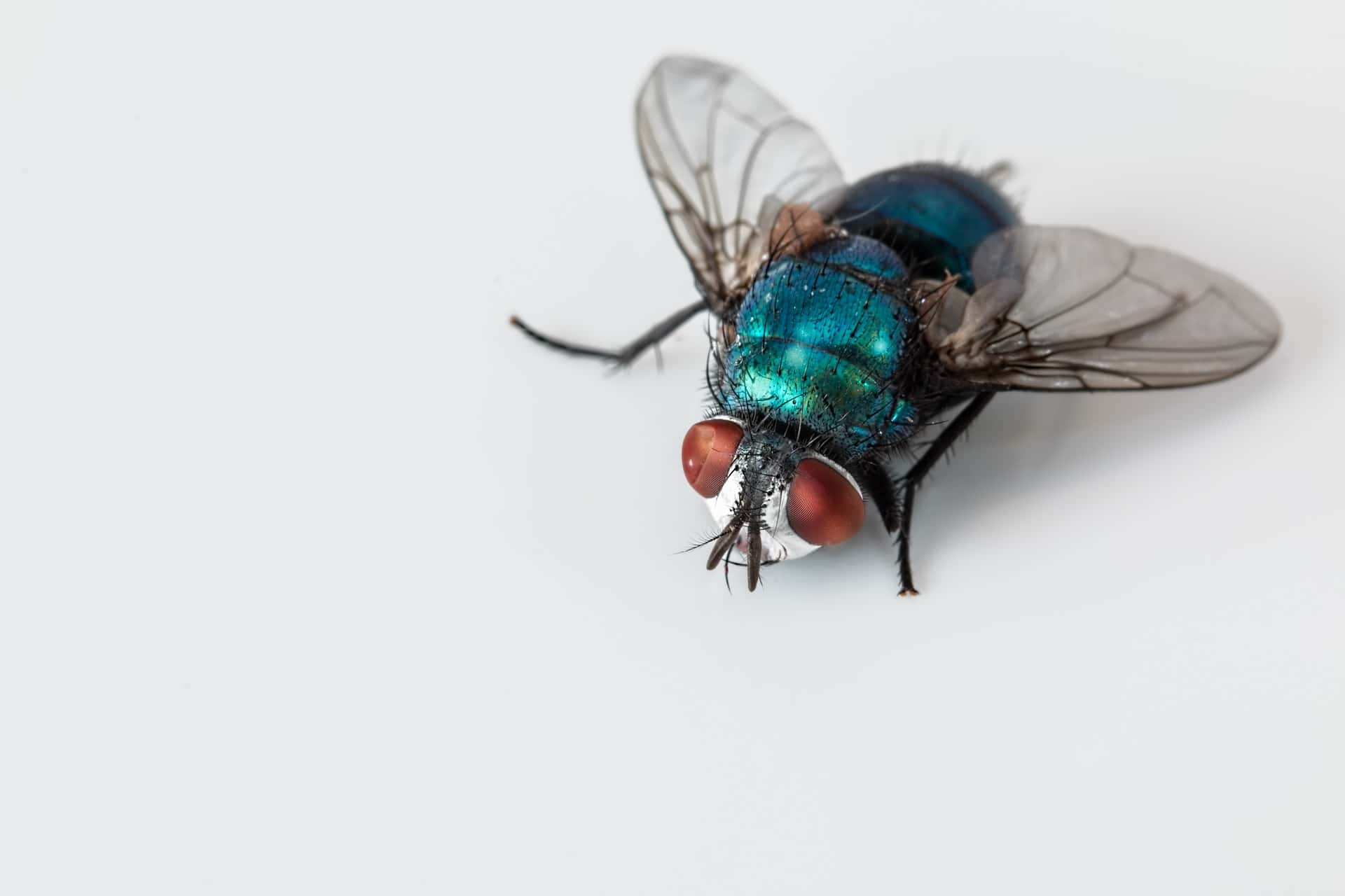 How to Get Rid of Flies - An Easy DIY Fly Control Programme