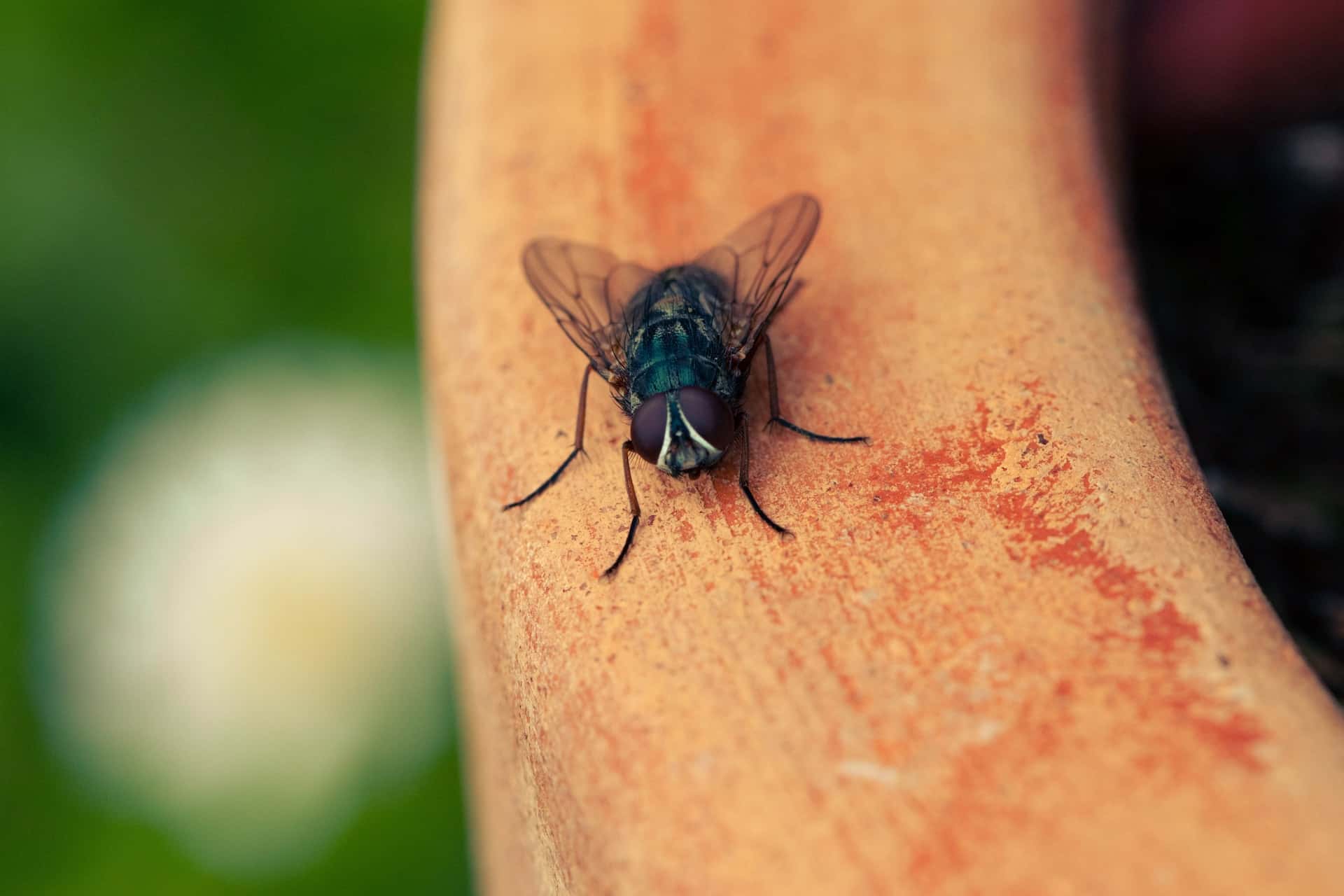 How to Get Rid of House Flies Quickly and Keep Them Out Permanently