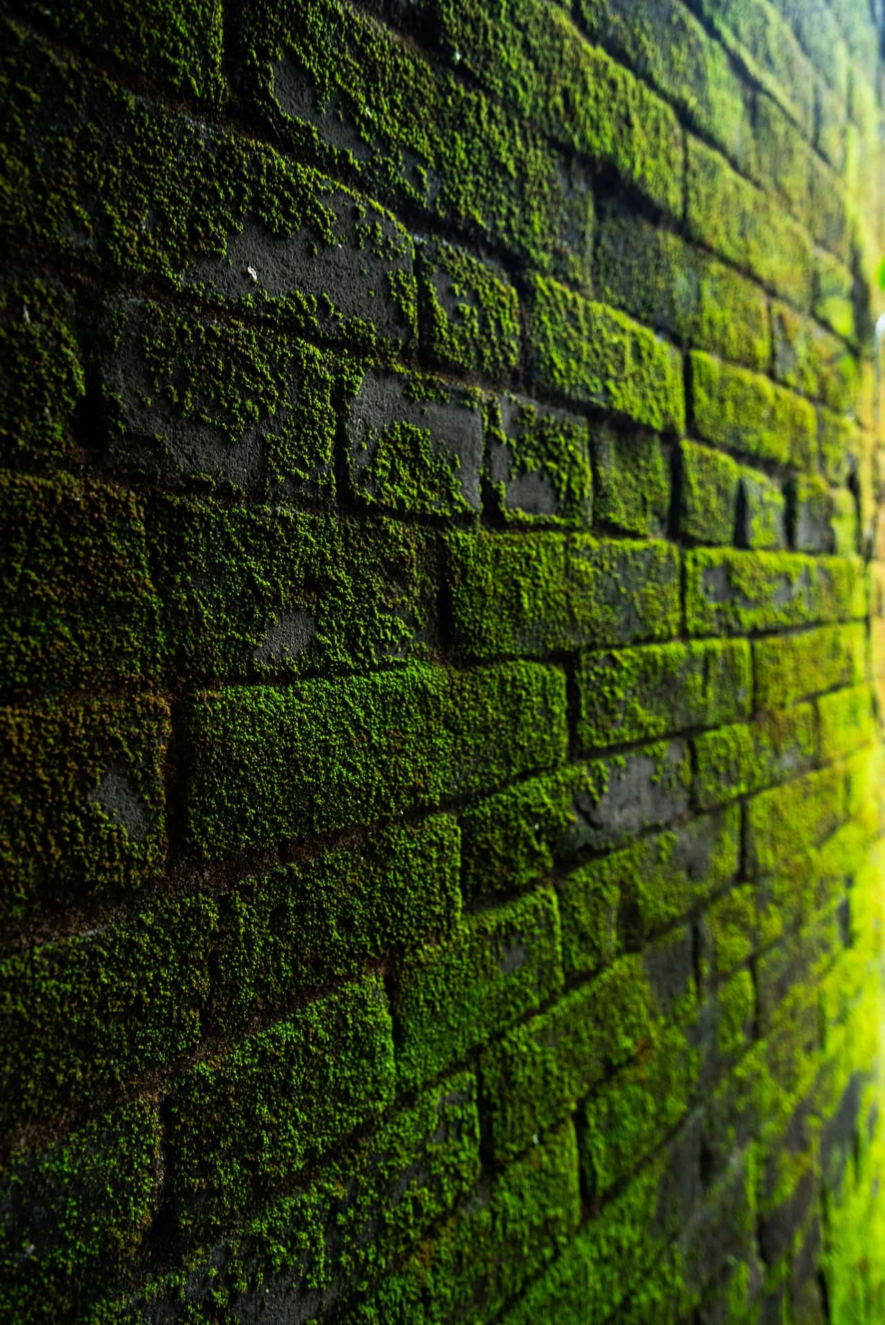 living moss wall