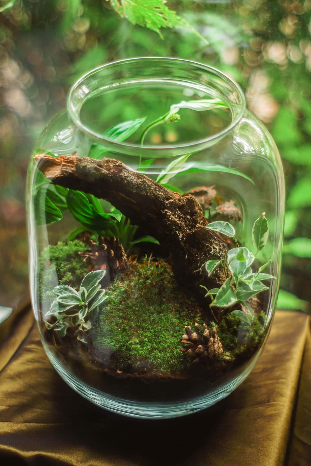 moss in a jar
