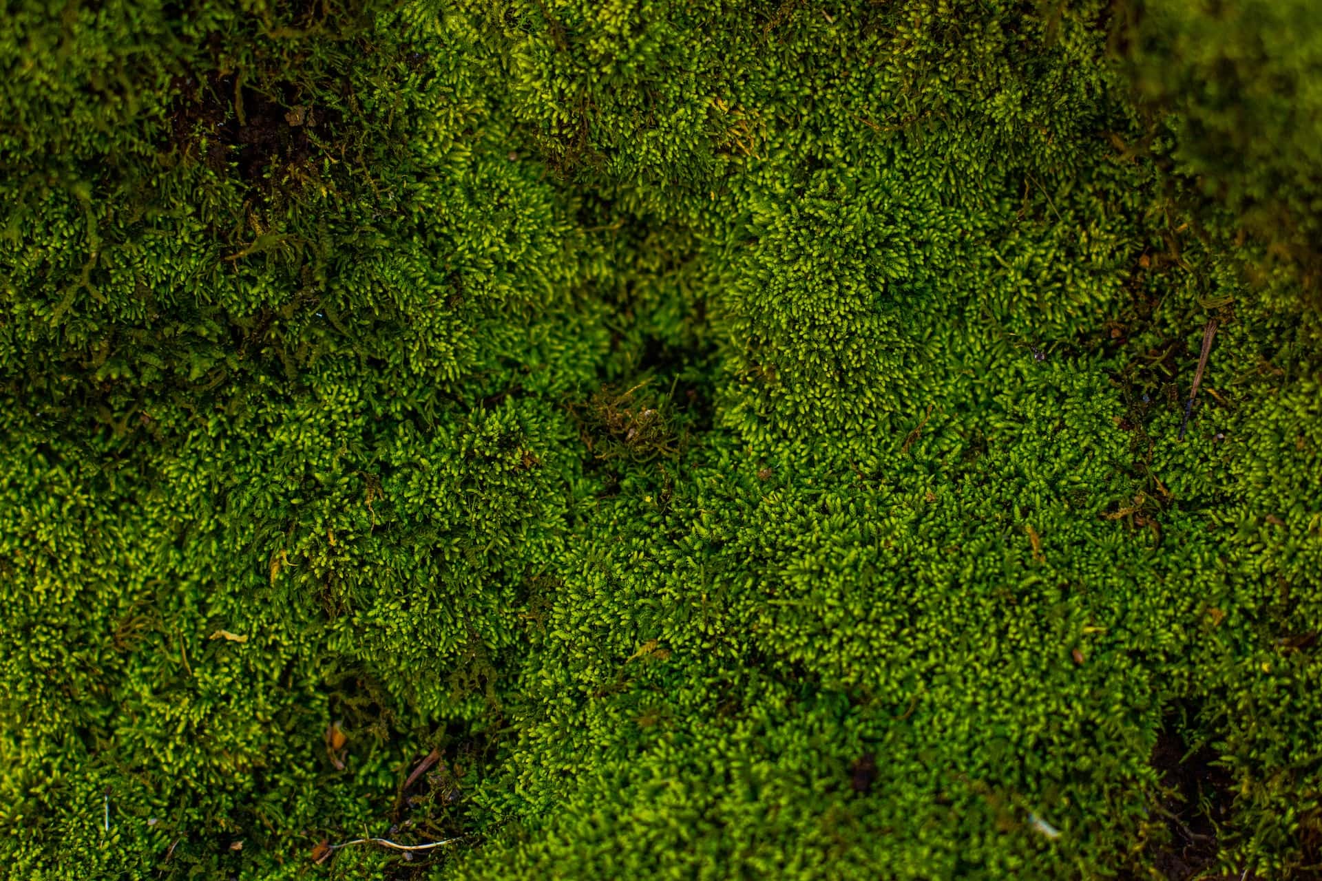 outdoor moss wall