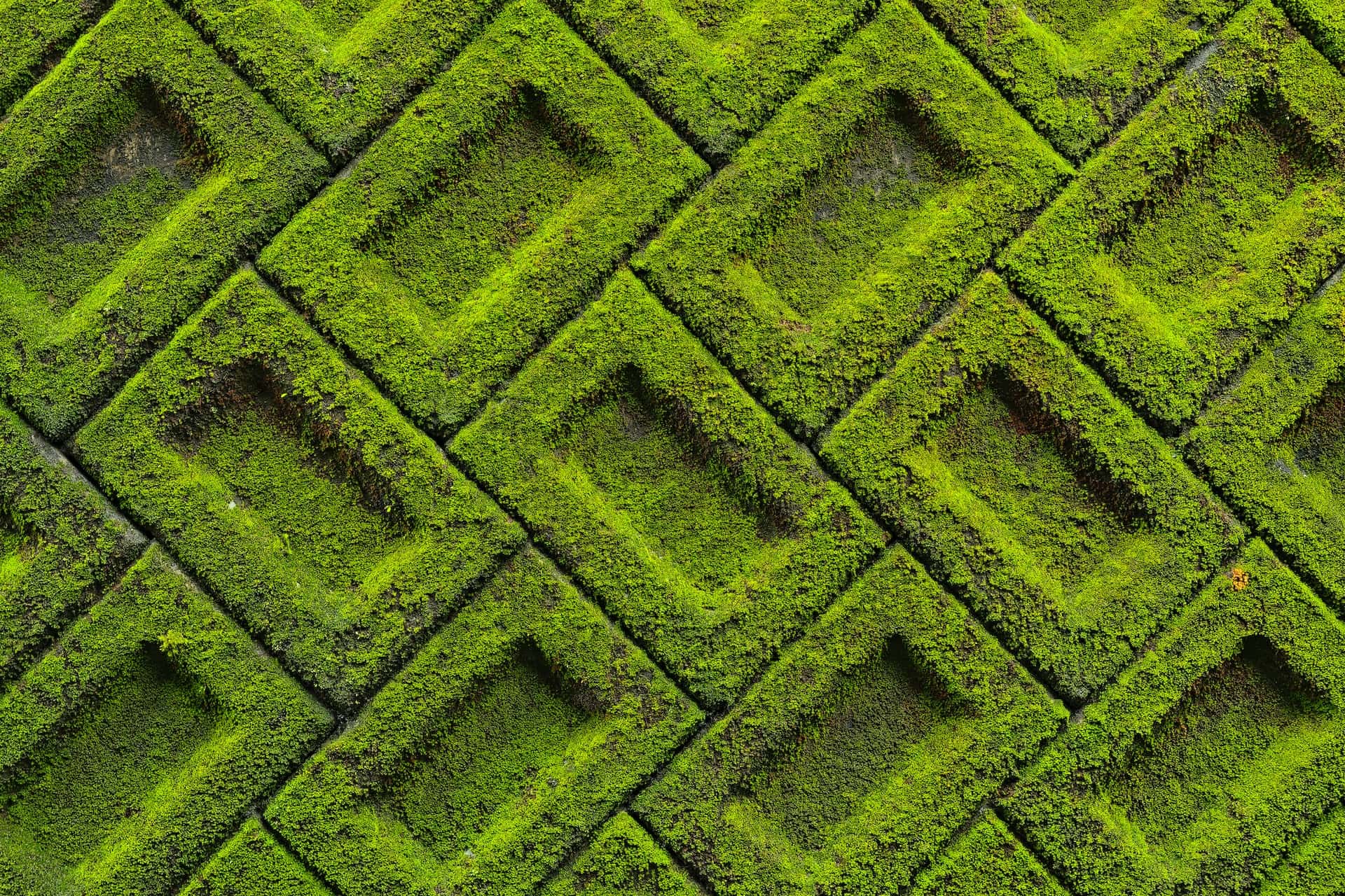 patterned moss wall